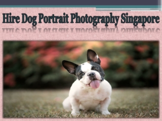 Hire Dog Portrait Photography Singapore