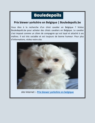Prix biewer yorkshire en Belgique | Bouledepoils.be