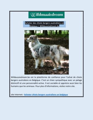 Acheter des chiots bergers australiens en Belgique | Wildaussiedream.be