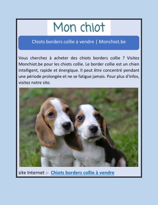 Chiots borders collie à vendre | Monchiot.be