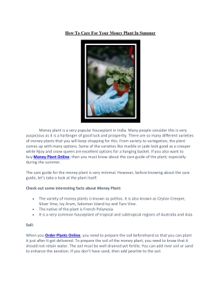 To Care For Your Money Plant In Summer
