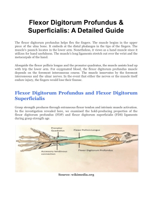 Flexor Digitorum Profundus & Superficialis_ A Detailed Guide