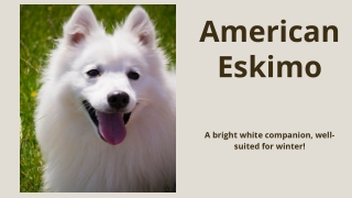 American Eskimo Infographic