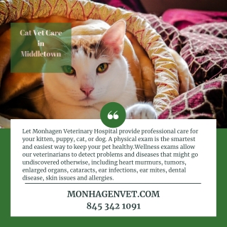 Cat Vet Care in Middletown