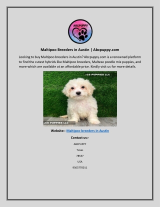 Maltipoo Breeders in Austin Abcpuppy