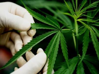 Medical Marijuana: Time to Cure the Problems Naturally