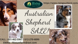 Australian Shepherd for Sale - Soon find your lovely Aussies!!