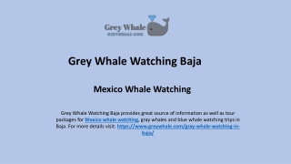 Budget Friendly Mexico Whale Watching Tour