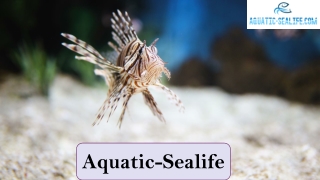 Aquarium Maintenance Service in Louisiana | Aquatic-Sealife