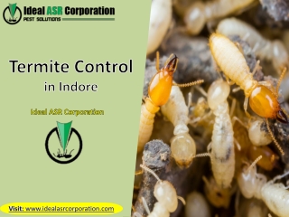 Best Termite Control in Indore - Ideal ASR Corporation