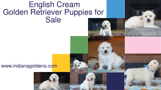 Highly Relaxed English Cream Golden Retriever Puppies for Sale