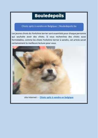 Chiots spitz à vendre en Belgique | Bouledepoils.be