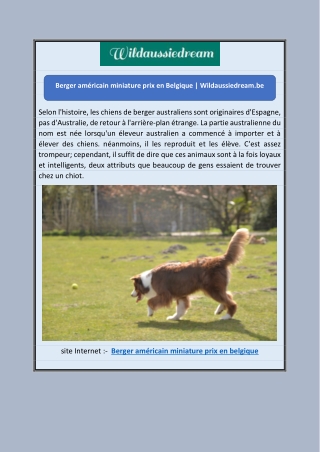 Berger américain miniature prix en Belgique | Wildaussiedream.be