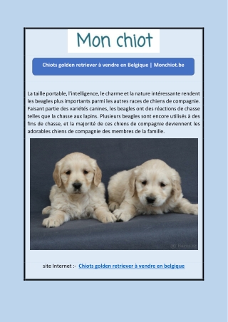 Chiots golden retriever à vendre en Belgique | Monchiot.be