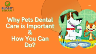 Why Pets Dental Care is Important And How You Can Do?