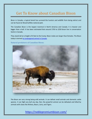 Get To Know about Canadian Bison