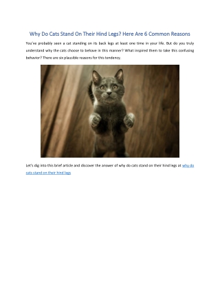 Why Do Cats Stand On Their Hind Legs?