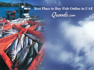 Best Place to Buy Fish Online in UAE