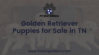 Lovable Golden Retriever Puppies for Sale in TN