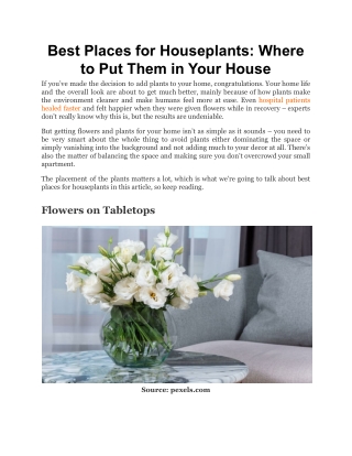 Best Places for Houseplants_ Where to Put Them in Your House