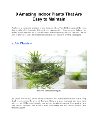9 Amazing Indoor Plants That Are Easy to Maintain