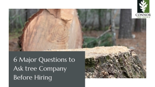 6 Major Questions to Ask tree Company Before Hiring