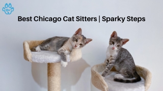 Best Chicago Cat Sitters | Sparky Steps