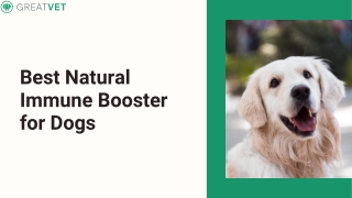 Best Natural Immune Booster for Dogs