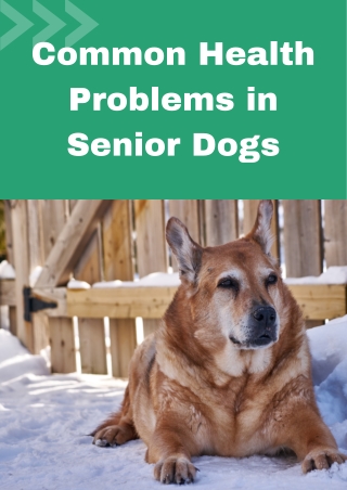 Common Health Problems in Senior Dogs