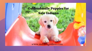 Charming Golden doodle Puppies for Sale in Indiana – Indiana Goldens