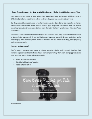 Cane Corso Puppies for Sale in Wichita Kansas