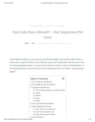 Can Cats Have Bread - Our Supreme Pet Care
