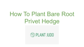 How To Plant Bare Root Privet Hedge