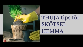 THUJA TIPS för SKÖTSEL HEMMA
