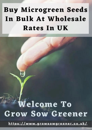 Buy Microgreen Seeds In Bulk At Wholesale Rates In UK