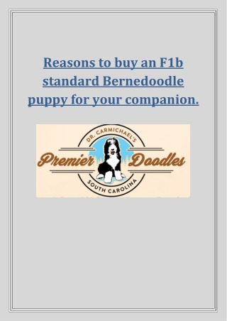 Reasons to buy an F1b standard Bernedoodle puppy for your companion