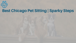 Best Chicago Pet Sitting | Sparky Steps
