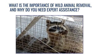 WHAT IS THE IMPORTANCE OF WILD ANIMAL REMOVAL, AND WHY DO YOU NEED EXPERT ASSISTANCE 