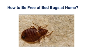 How to Be Free of Bed Bugs at Home