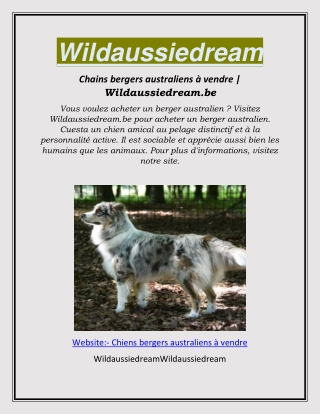 Chiens bergers australiens à vendre | Wildaussiedream.be