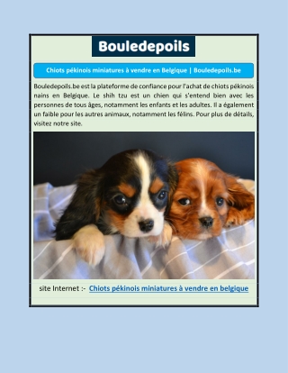 Chiots pékinois miniatures à vendre en Belgique | Bouledepoils.be