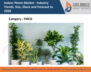 Indoor Plants