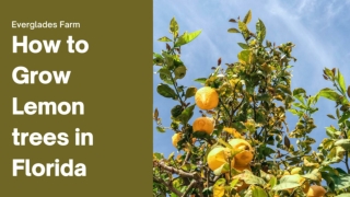 How to Grow Lemon trees in Florida?