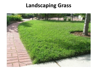 Landscaping Grass