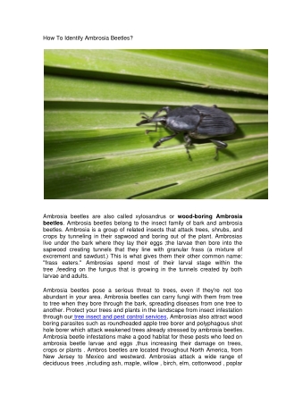 How To Identify Ambrosia Beetles-converted
