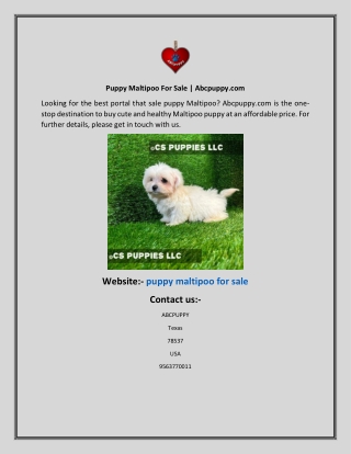 Puppy Maltipoo For Sale  Abcpuppy