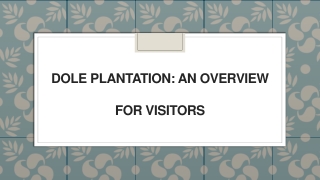 Dole Plantation An Overview for Visitors