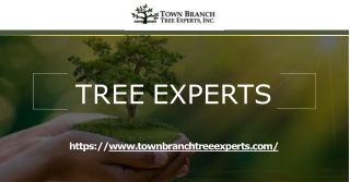 Deal with Expert Tree Experts for Managing the Overgrown Trees – Town Branch Tree Experts