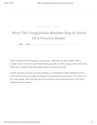 Meet The Tongueless Wonder Dog In Need Of A Forever Home