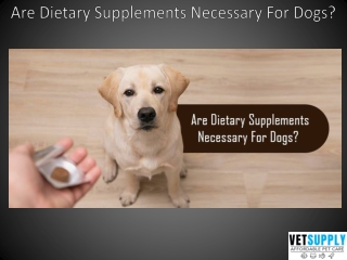 Are Dietary Supplements Necessary For Dogs? | VetSupply